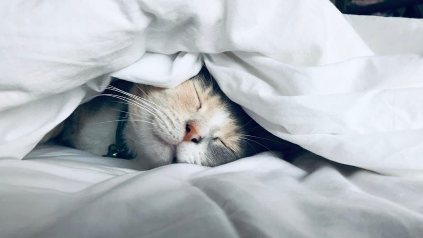 Slapende kat onder het dekbed — rust versus nachtelijke stress