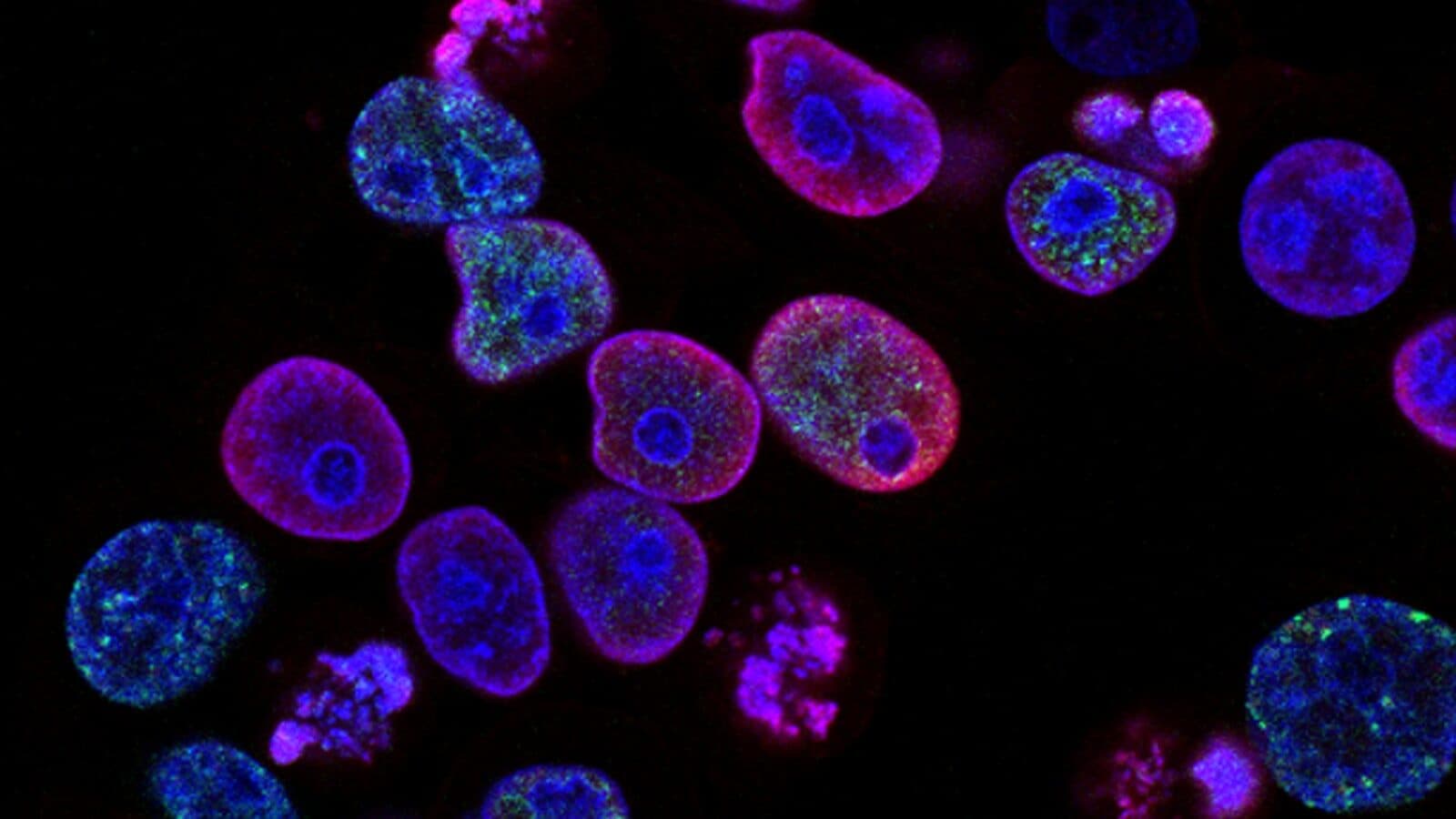 Microscoop en reageerbuizen — onafhankelijke kwaliteitscontrole van supplementen
