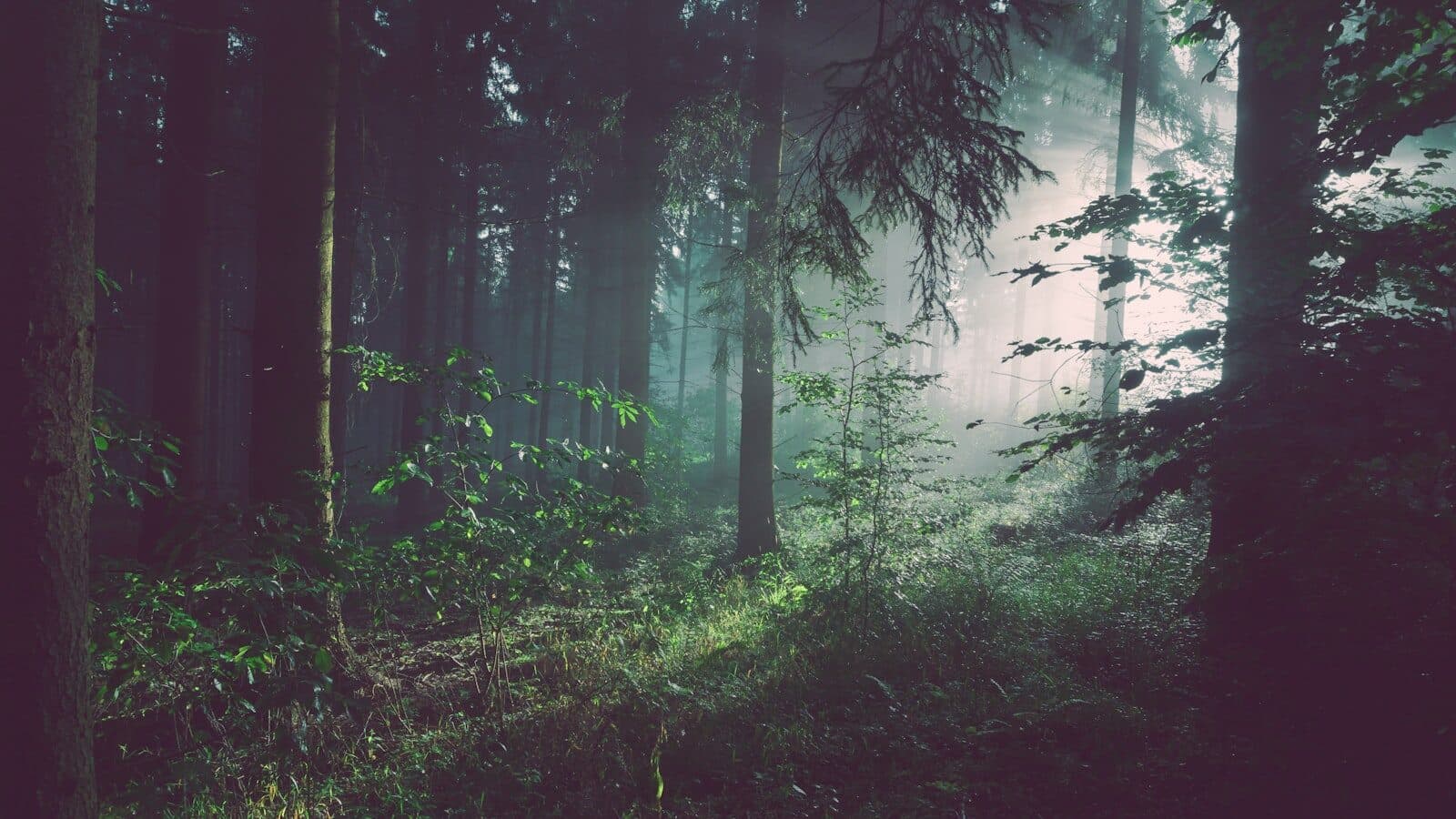 Zonlicht door bomen — mitochondriale functie en zuurstofgebruik
