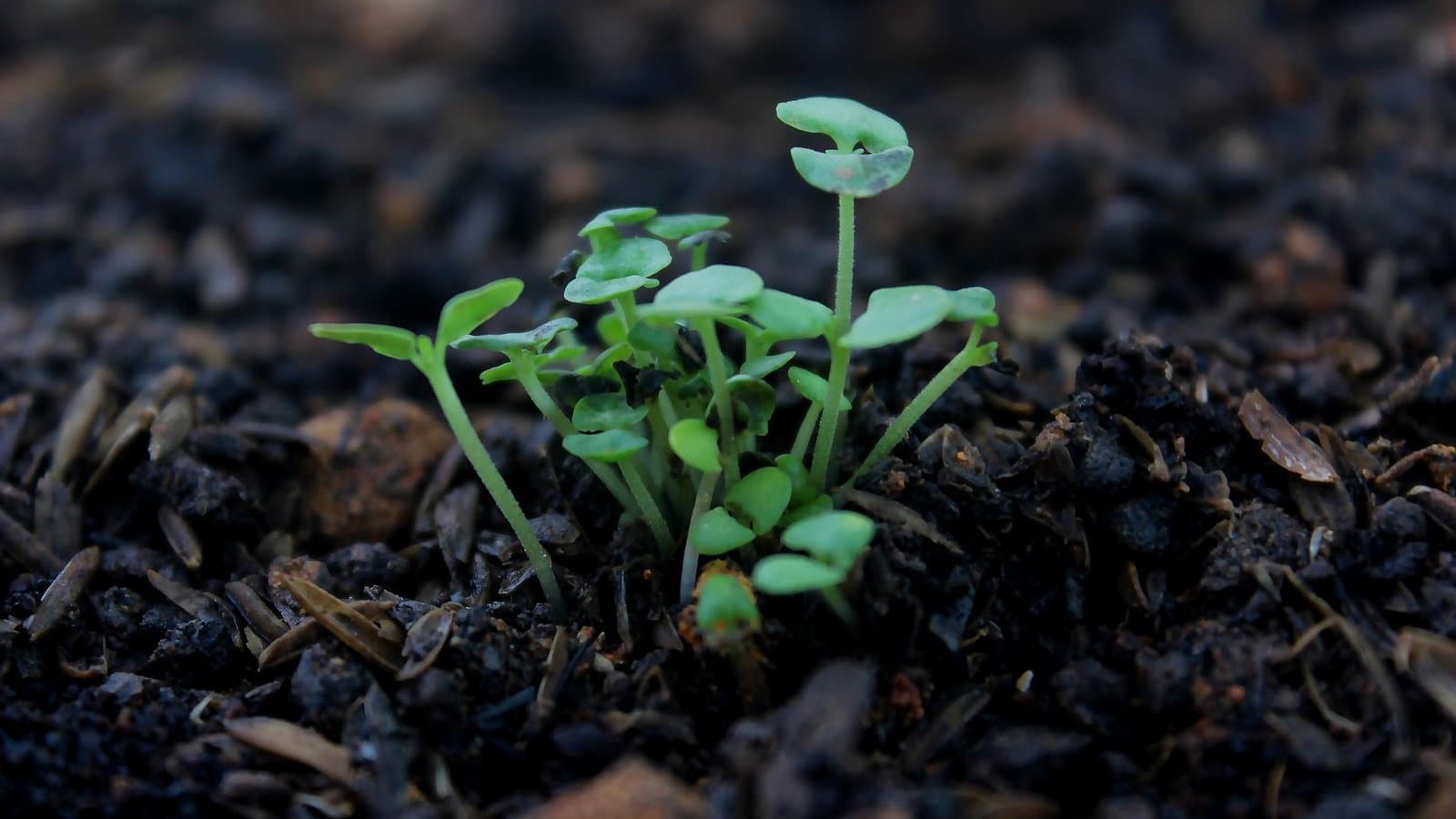 Jong groen kiemplantje in donkere grond — een supplement bouwt zijn niveau stap voor stap op