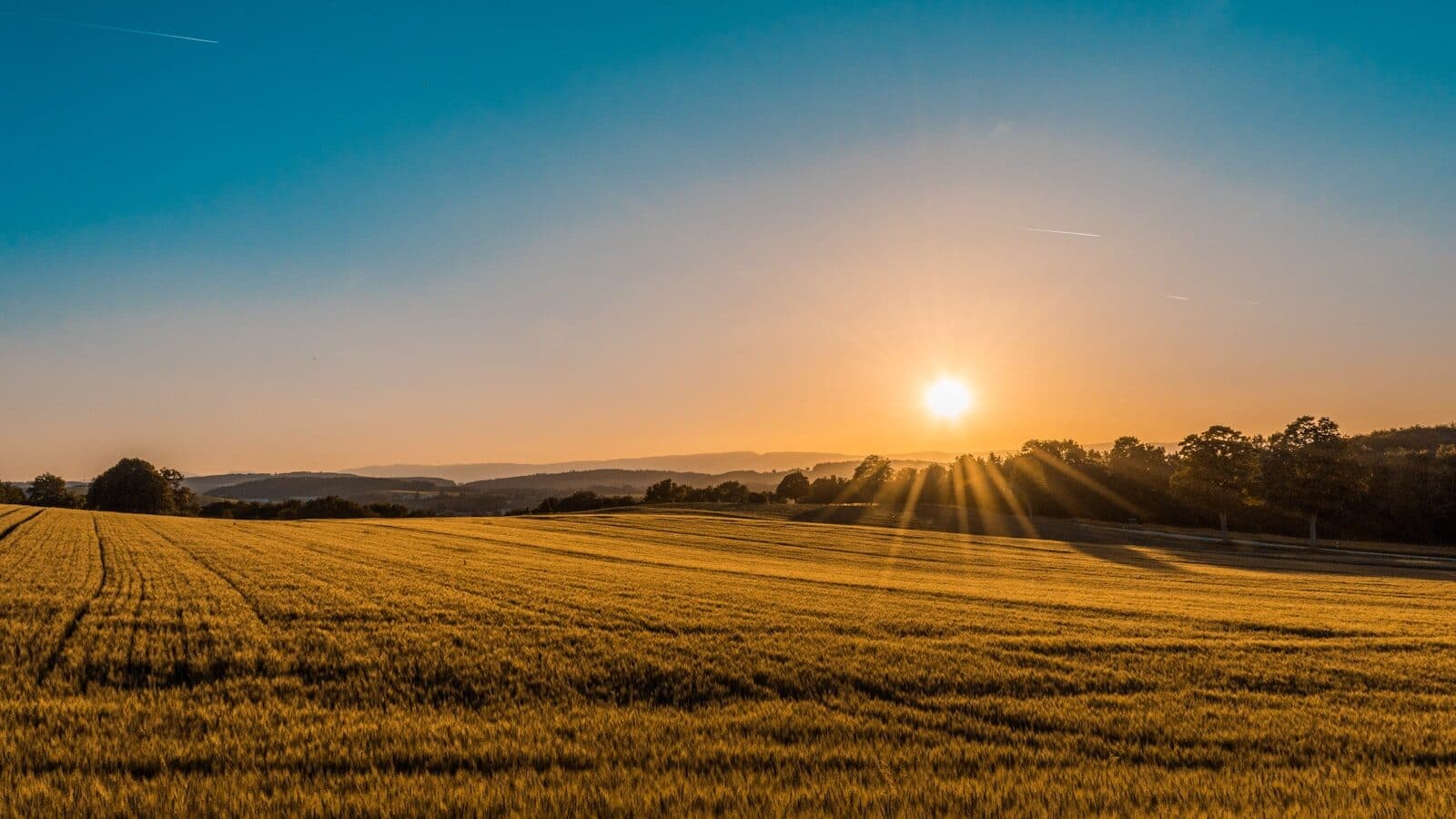 Graanveld bij zonsondergang